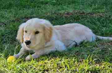  PMPR inicia projeto de terapia com cães para crianças com Transtorno do Espectro Autista